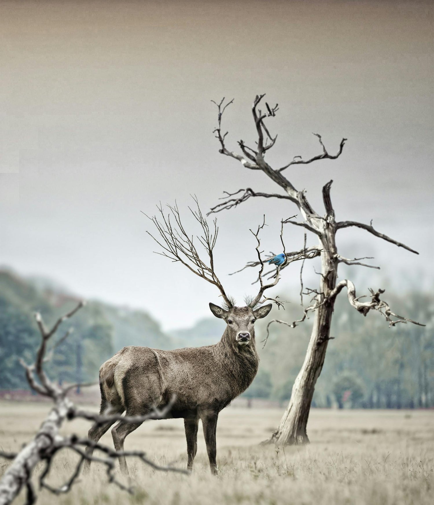 Wildlife